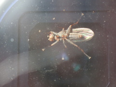 Diptera