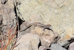 Liolaemus chillanensis