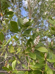 Cliftonia monophylla