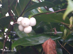 Symphoricarpos albus