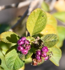 Lantana involucrata