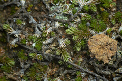 Selaginella cinerascens