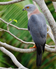 Accipiter rufitorques