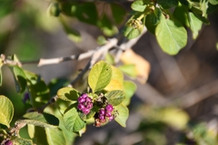 Lantana involucrata