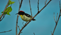 Myzomela jugularis