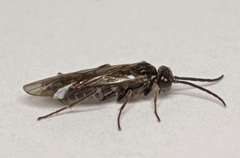 Empria