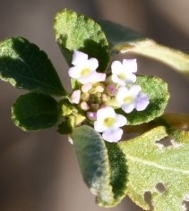 Lantana involucrata