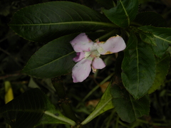 Impatiens sodenii