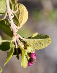 Lantana involucrata