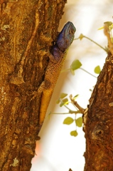 Acanthocercus atricollis