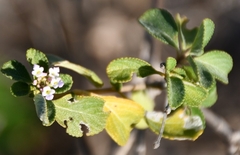 Lantana involucrata