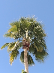 Washingtonia robusta