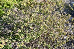 Lantana involucrata