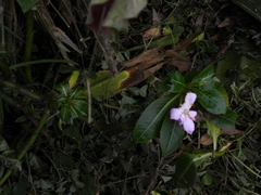 Impatiens sodenii
