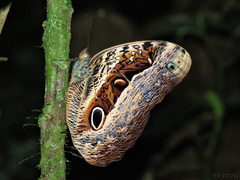 Caligo beltrao