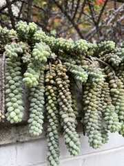 Sedum burrito