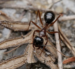 Camponotus terebrans
