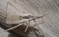 Stenopoda