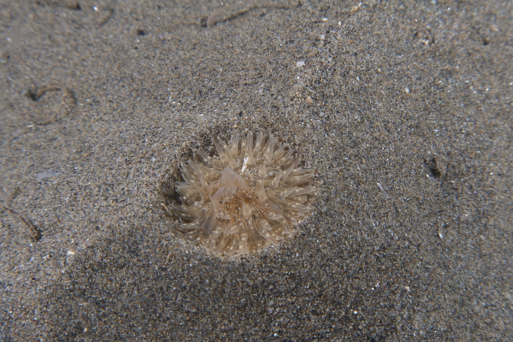 cave-burrowing anemone
