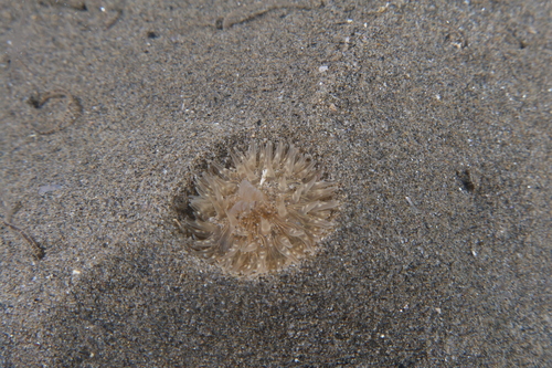 cave-burrowing anemone