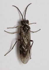 Empria