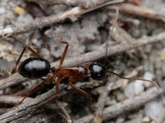 Camponotus terebrans