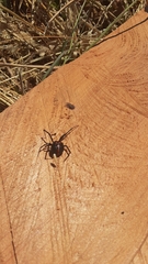 Latrodectus thoracicus