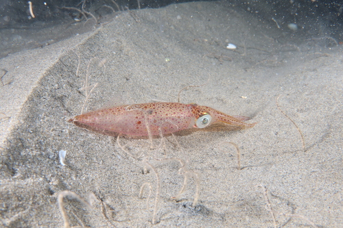 Midsize Squid
