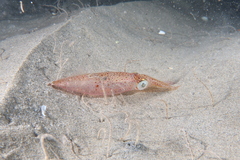 Alloteuthis media