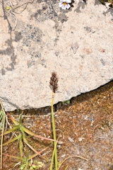 Carex macloviana