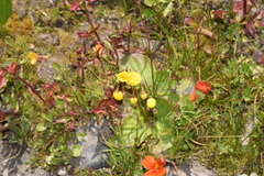 Calceolaria filicaulis