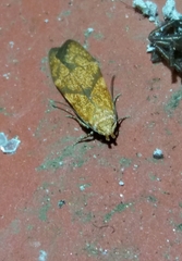 Blastobasis decolorella