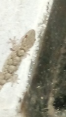Tarentola mauritanica