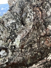 Prionoxystus robiniae