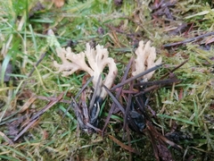 Clavulina rugosa