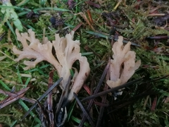 Clavulina rugosa