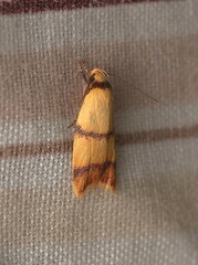 Heteroteucha translatella