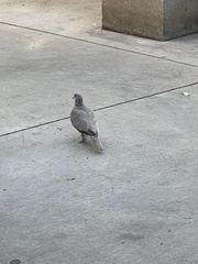 Streptopelia decaocto