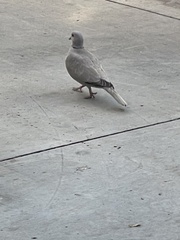 Streptopelia decaocto