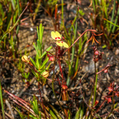 Stylidium caespitosum