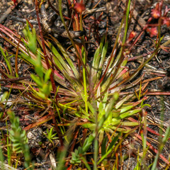 Stylidium caespitosum