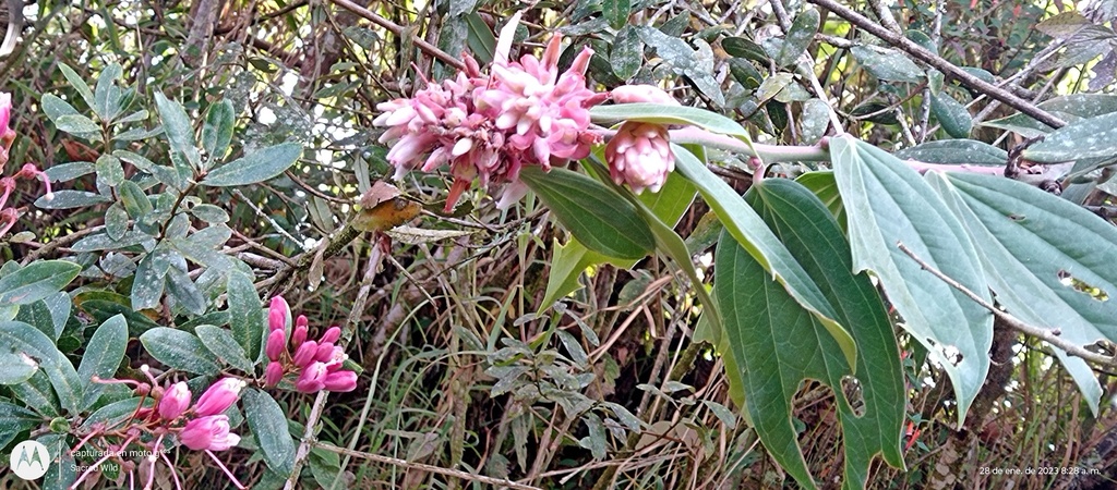 Cavendishia pubescens; photograph (c) Ángela María Gómez M, some rights reserved (CC BY-SA)