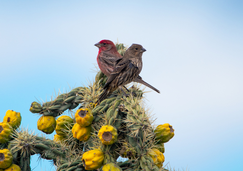 House Finch