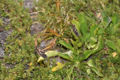 Luzula spicata