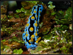 Phyllidia coelestis