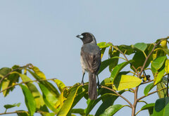 Schistochlamys melanopis