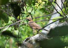 Turdus nudigenis