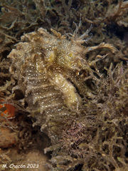 Hippocampus guttulatus