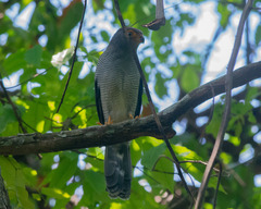 Micrastur ruficollis