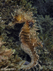 Hippocampus guttulatus